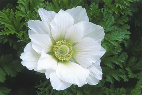 anemone species identification.